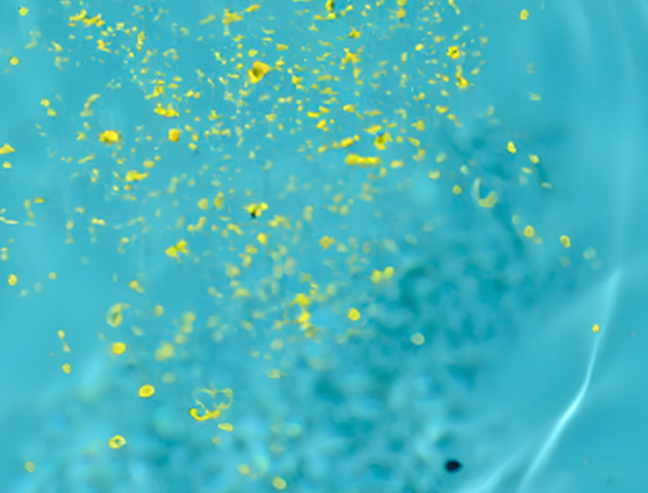 pollen_TeaserHighlight.png